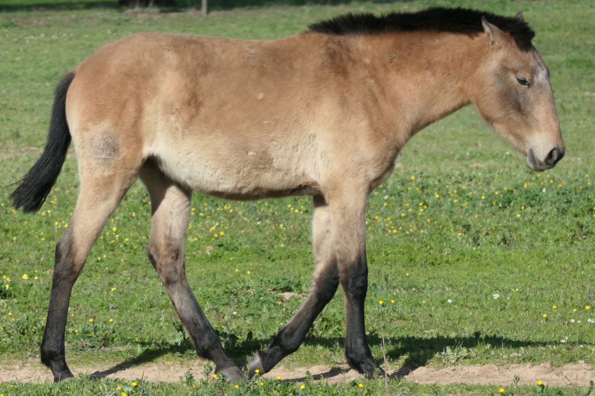 Paarden die bijten Centrum Equus