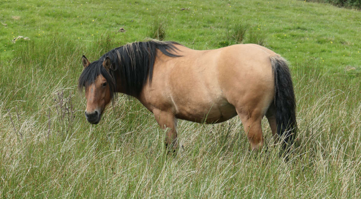 healing paard Centrum Equus