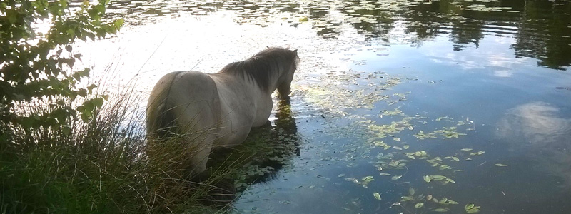 paard spiegel Centrum Equus paard spiegel Centrum Equus